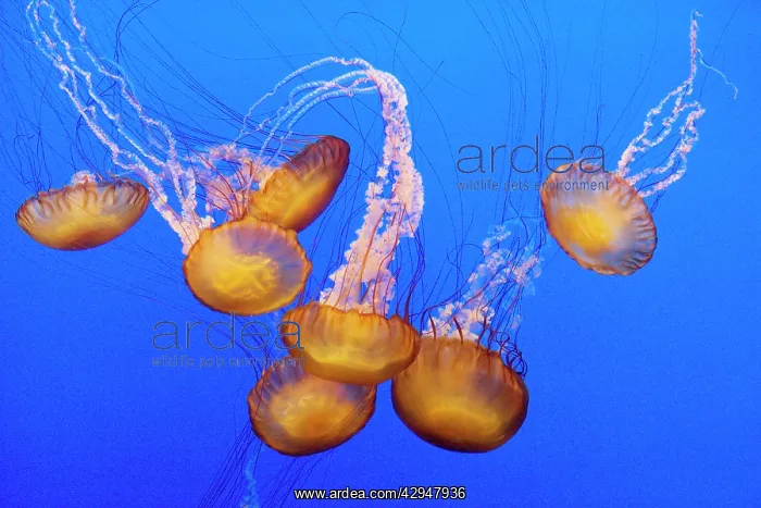 : Sea Nettle : Sea Nettle