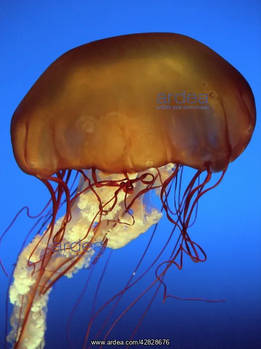 : Sea Nettle Jellyfish : Sea Nettle Jellyfish