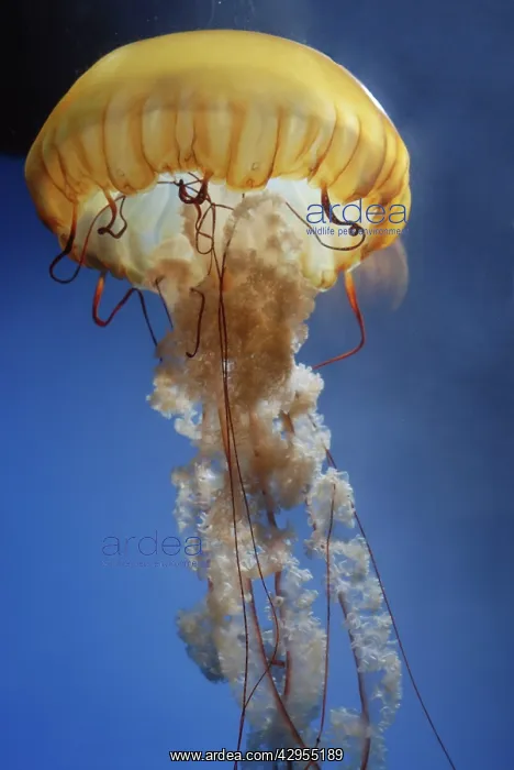 : Sea Nettle Jellyfish : Sea Nettle Jellyfish