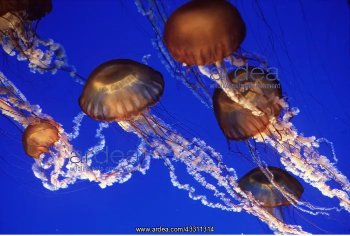 : Sea Nettle JELLYFISH - group : Sea Nettle JELLYFISH - group