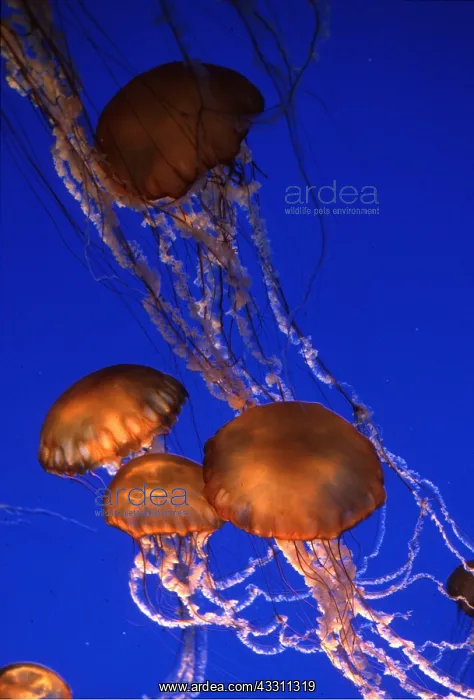 : Sea Nettle JELLYFISH - group : Sea Nettle JELLYFISH - group