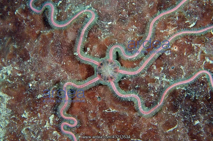 : Sea Nymph Brittle Star (Macrophiothrix nereidina) : Sea Nymph Brittle Star (Macrophiothrix nereidina)