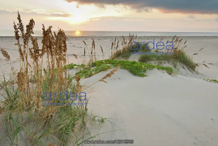 : Sea Oats on Gulf of Mexico at South Padre : Sea Oats on Gulf of Mexico at South Padre