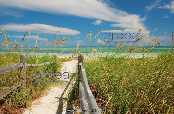 : Sea oats (Uniola paniculata) growing by : Sea oats (Uniola paniculata) growing by