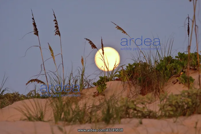 : Sea Oats (Uniola paniculata) growing on : Sea Oats (Uniola paniculata) growing on