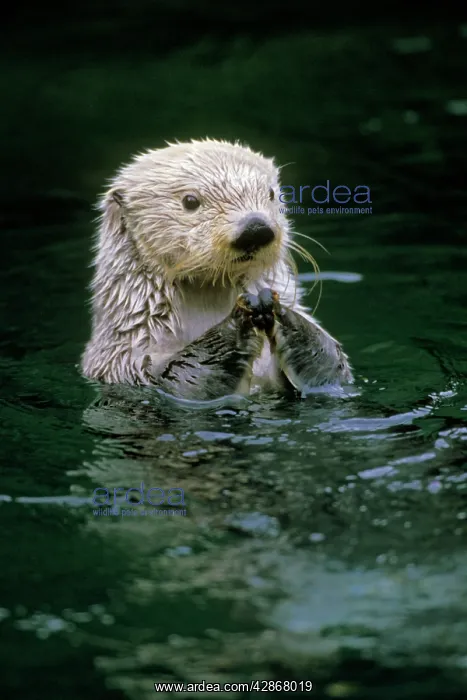  : Sea Otter (Enhydra lutris)