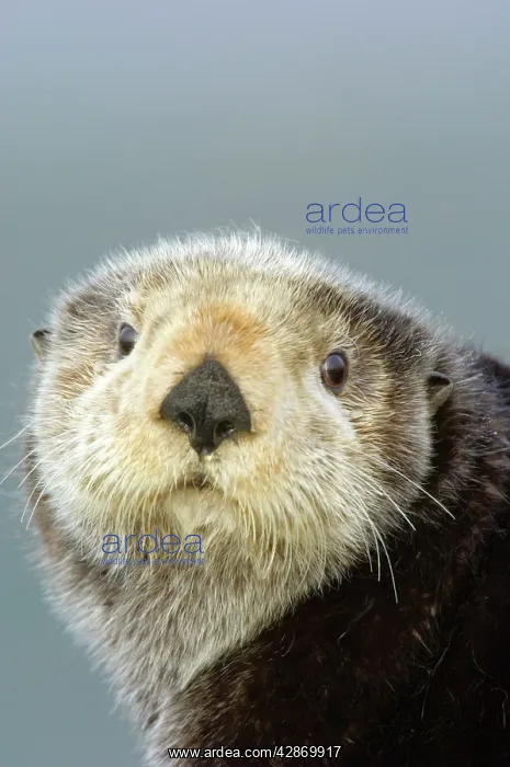  : Sea Otter (Enhydra lutris). Alaska, USA