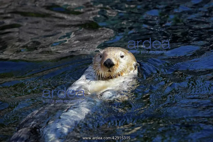 : Sea Otter (Enhydra lutris). Vancouver aquarium. Canada : Sea Otter (Enhydra lutris). Vancouver aquarium. Canada