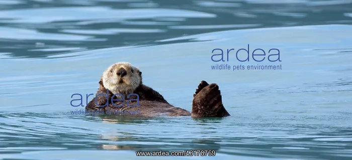 : Sea Otter. Sea otter (Enhydra lutris) floating on water and looking at camera : Sea Otter. Sea otter (Enhydra lutris) floating on water and looking at camera