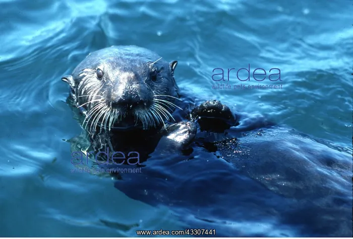 : SEA OTTER : SEA OTTER