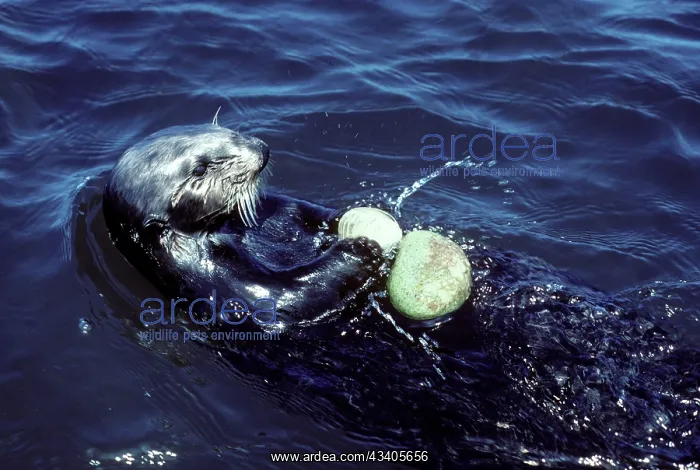 : Sea Otter - breaking clam on a stone that it picked : Sea Otter - breaking clam on a stone that it picked