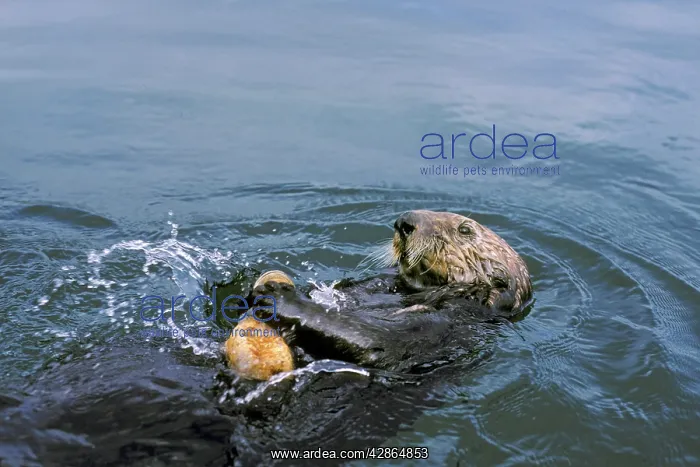 : Sea Otter - Breaking open clam on rock to eat : Sea Otter - Breaking open clam on rock to eat