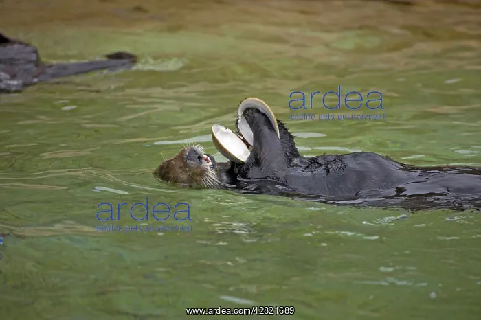 : Sea Otter with clam shell : Sea Otter with clam shell