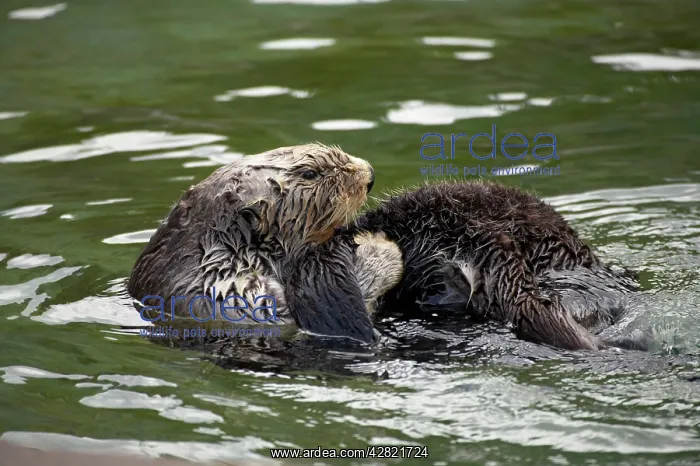 : Sea Otter - cleaning fur : Sea Otter - cleaning fur