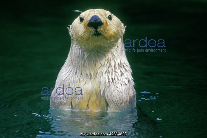 : Sea Otter - Close up of head as it appears from water : Sea Otter - Close up of head as it appears from water