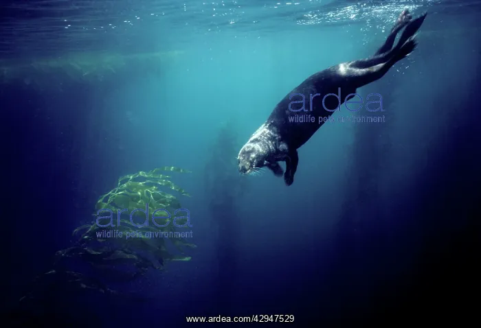 : Sea Otter - diving in the kelp forest : Sea Otter - diving in the kelp forest