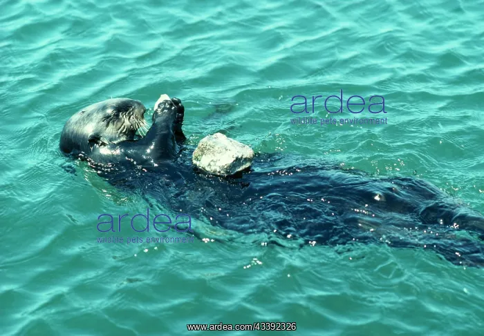 : SEA OTTER - eating on its back, using stone to break Abalone : SEA OTTER - eating on its back, using stone to break Abalone