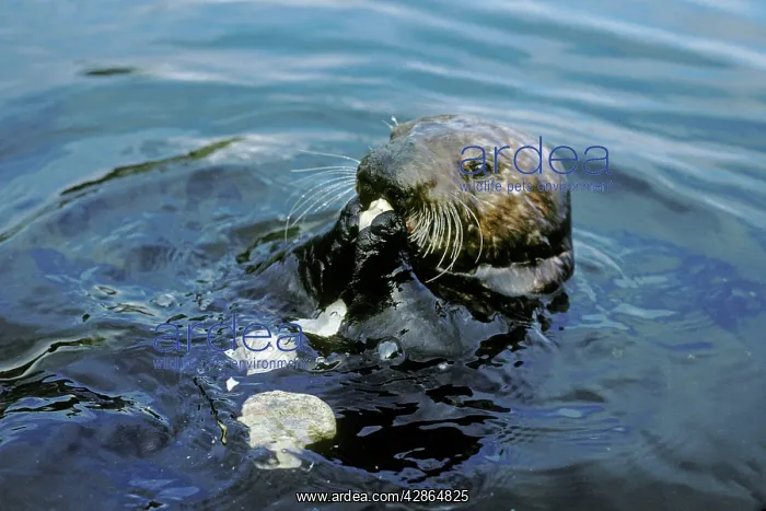 : Sea Otter eating clam it has broken open on rock : Sea Otter eating clam it has broken open on rock