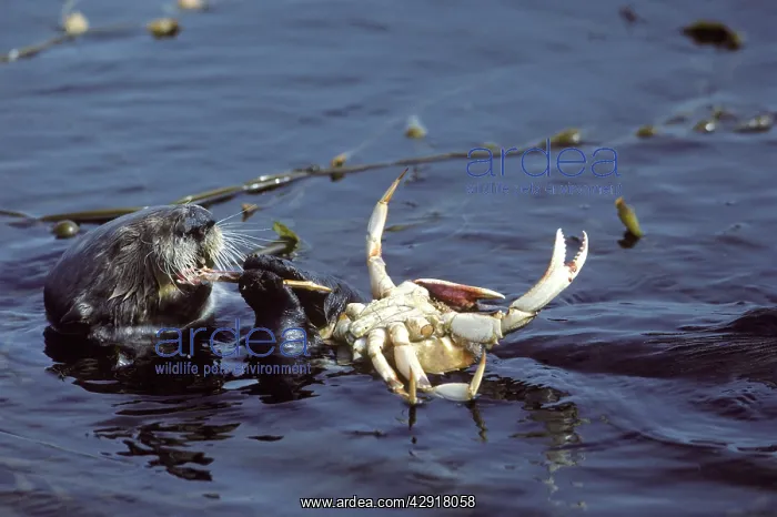 : SEA OTTER - eating crab : SEA OTTER - eating crab