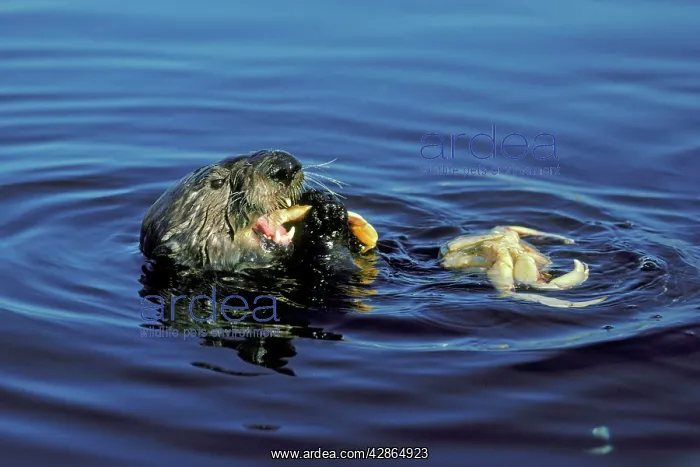 : Sea Otter - Eating Dungeness crab (Cancer magister) : Sea Otter - Eating Dungeness crab (Cancer magister)