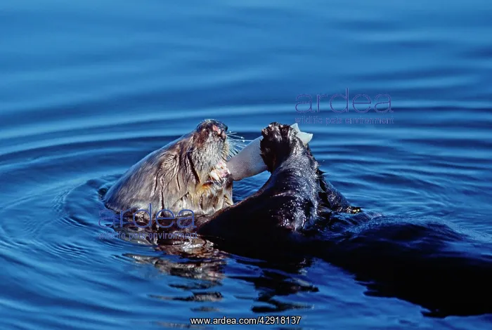 : Sea Otter - eating Squid whilst lying on back in water : Sea Otter - eating Squid whilst lying on back in water