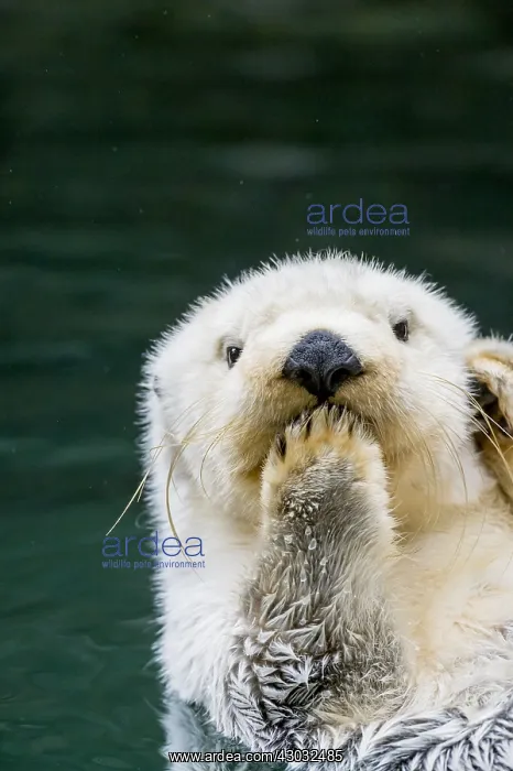  : Sea Otter (Enhydra lutris)