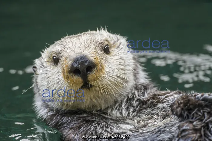 : Sea Otter (Enhydra lutris) : Sea Otter (Enhydra lutris)