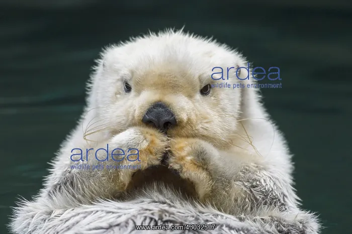  : Sea Otter (Enhydra lutris)