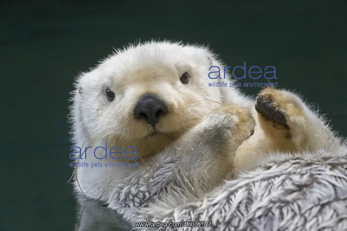  : Sea Otter (Enhydra lutris)
