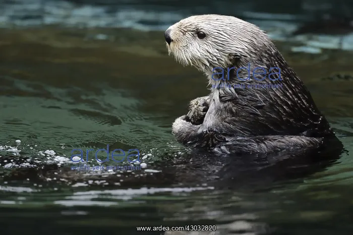  : Sea Otter (Enhydra lutris)