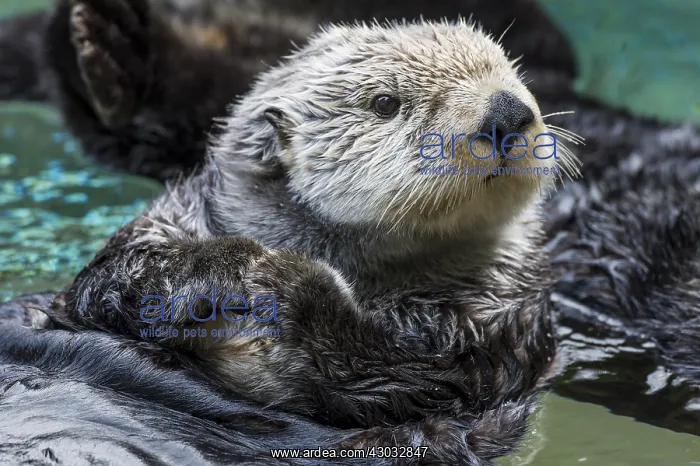  : Sea Otter (Enhydra lutris)
