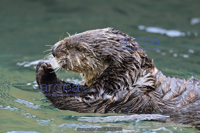  : Sea Otter (Enhydra lutris)