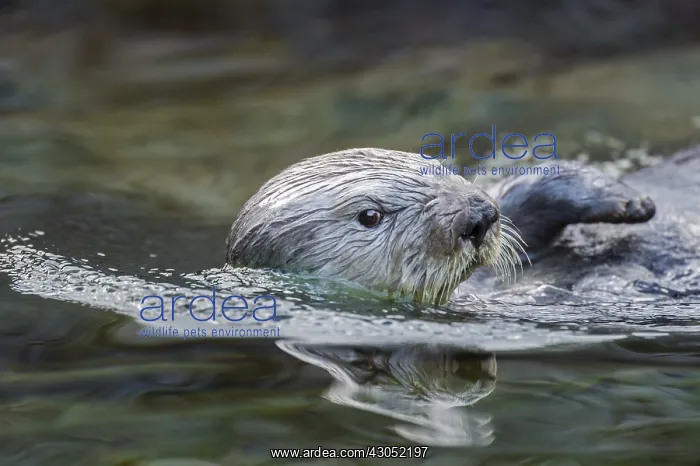 : Sea Otter (Enhydra lutris) : Sea Otter (Enhydra lutris)