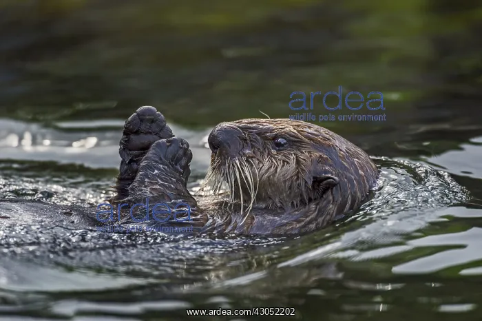 : Sea Otter (Enhydra lutris) : Sea Otter (Enhydra lutris)