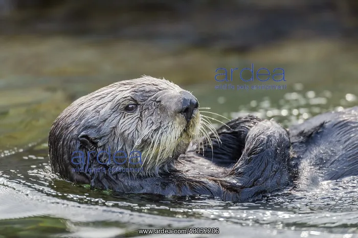 : Sea Otter (Enhydra lutris) : Sea Otter (Enhydra lutris)