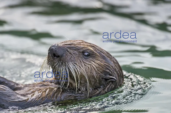 : Sea Otter (Enhydra lutris) : Sea Otter (Enhydra lutris)