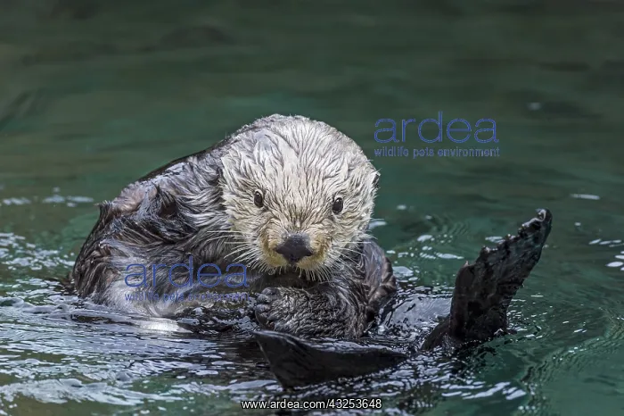  : Sea Otter (Enhydra lutris)