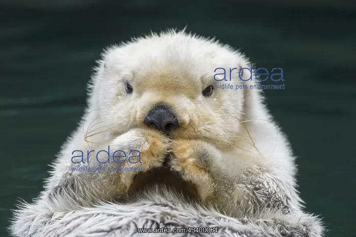  : Sea Otter (Enhydra lutris)