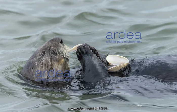 : Sea otter, Enhydra lutris, eating clam caught in : Sea otter, Enhydra lutris, eating clam caught in
