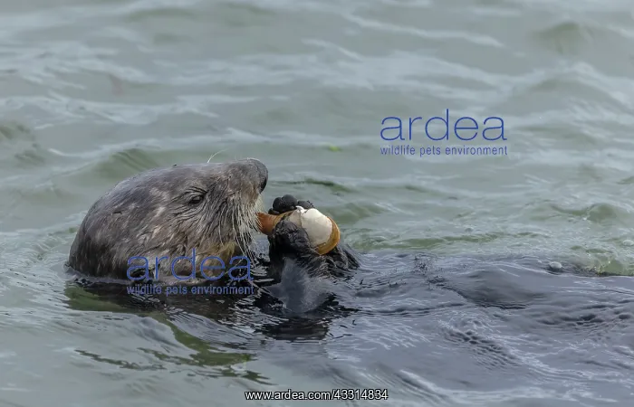 : Sea otter, Enhydra lutris, eating clam caught in : Sea otter, Enhydra lutris, eating clam caught in