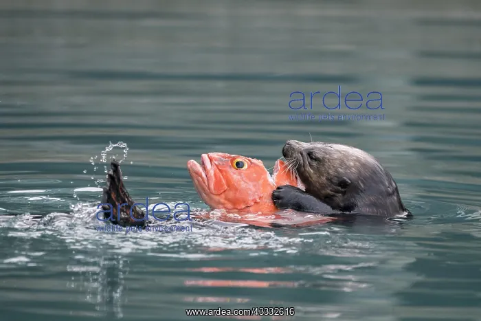 : Sea otter (Enhydra lutris) eats captured fish in : Sea otter (Enhydra lutris) eats captured fish in