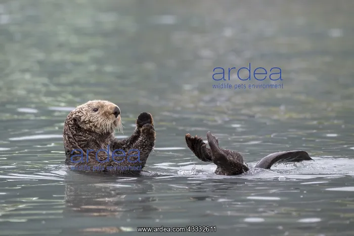 : Sea otter (Enhydra lutris) floats on back, Seward : Sea otter (Enhydra lutris) floats on back, Seward