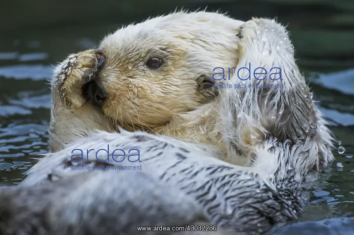 : Sea Otter (Enhydra lutris) grooming. Keeping their : Sea Otter (Enhydra lutris) grooming. Keeping their
