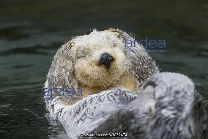 : Sea Otter (Enhydra lutris) grooming. Keeping their : Sea Otter (Enhydra lutris) grooming. Keeping their