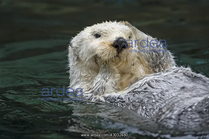 : Sea Otter (Enhydra lutris) grooming. Keeping their : Sea Otter (Enhydra lutris) grooming. Keeping their