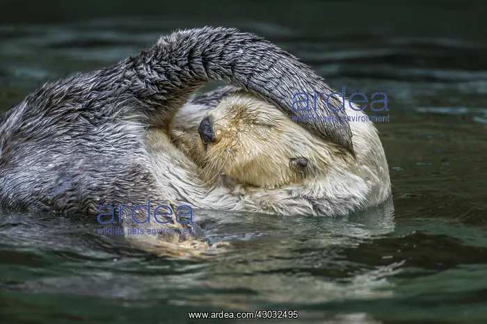 : Sea Otter (Enhydra lutris) grooming. Keeping their : Sea Otter (Enhydra lutris) grooming. Keeping their