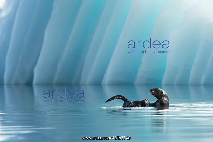 : Sea Otter (Enhydra lutris) in front of an iceberg : Sea Otter (Enhydra lutris) in front of an iceberg