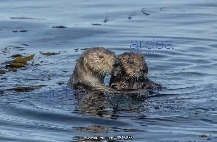 : Sea otter, Enhydra lutris, mother and son feedin : Sea otter, Enhydra lutris, mother and son feedin