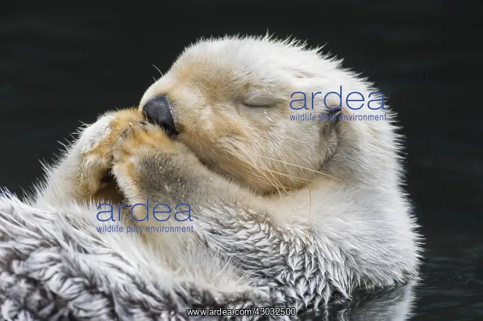  : Sea Otter (Enhydra lutris) resting
