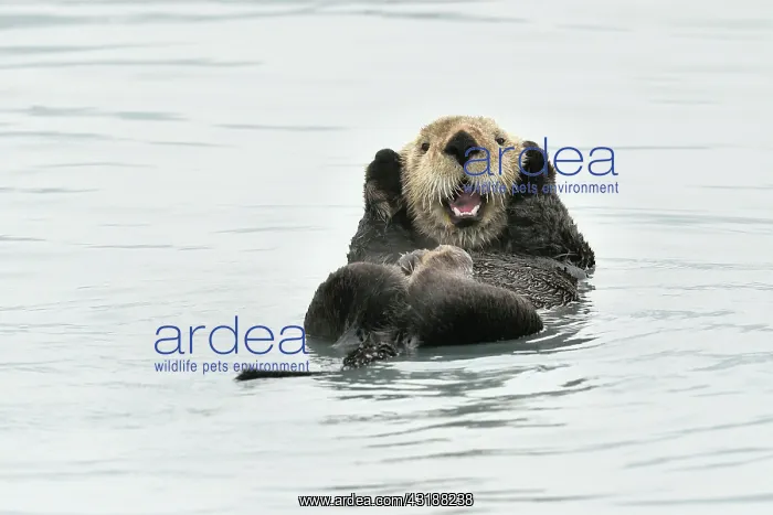 : Sea otter ( Enhydra lutris ) resting on the surface : Sea otter ( Enhydra lutris ) resting on the surface